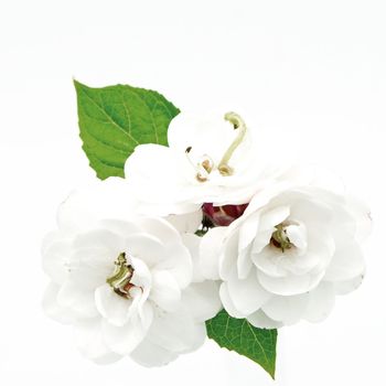 Blossom of white flower, Glory Bower (Clerodendrum chinense), isolated on a white background 