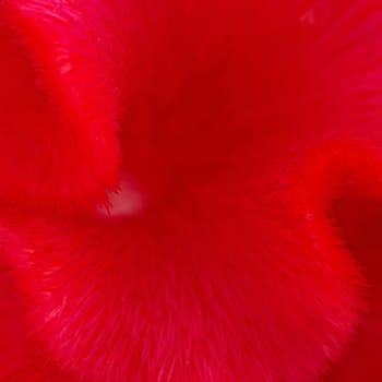 Red background abstract of Cockscomb or Chinese Wool Flower (Celosia argentea)