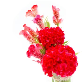 Red flower, Cockscomb or Chinese Wool Flower (Celosia argentea), isolated on a white background