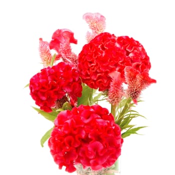 Red flower, Cockscomb or Chinese Wool Flower (Celosia argentea), isolated on a white background