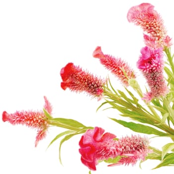 Red flower, Cockscomb or Chinese Wool Flower (Celosia argentea), isolated on a white background