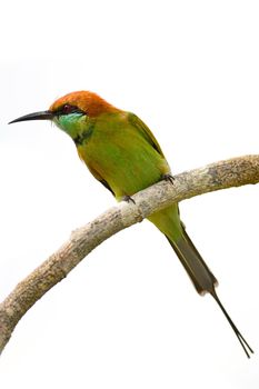 Beautiful Little Green Bee-eater bird (Merops orientalis), resting on a perch, breast profile, isolated on a white background 