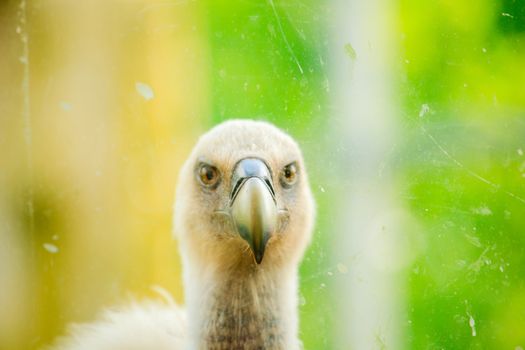 View of Griffon Vulture in the
