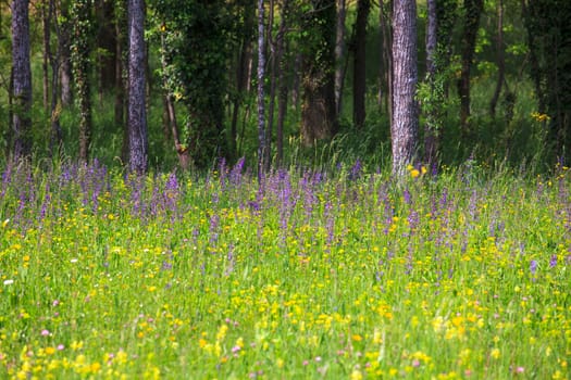 Flower in the grass in the nature reserve near Cornino lake,