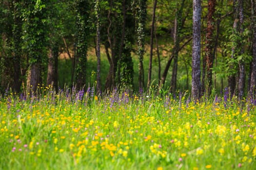 Flower in the grass in the nature reserve near Cornino lake,