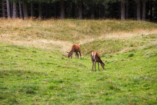 Deer pasturing in the Paneveggio park