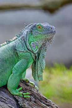 Female Green Iguana (Iguana iguana), standing on tree branch