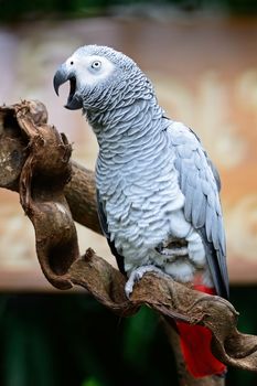 Beautiful grey parrot, African Grey Parrot (Psittacus erithacus), standing on a branch 