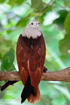 Brahminy Kite (Haliastur indus), standing on a branch, back profile 