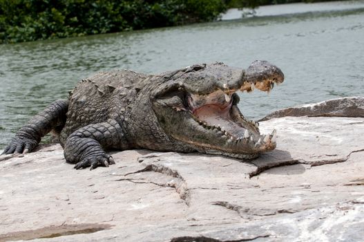 An indian marsh crocodile basking in the sun