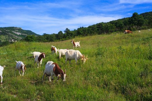 Goats grazing in the green countryside