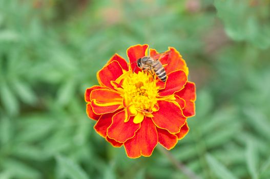 Bee sitting and sucking nctar on a flower