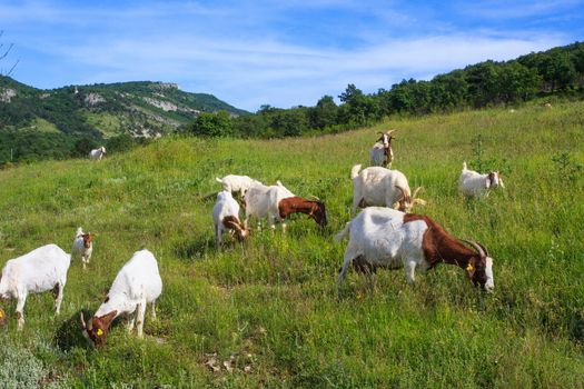 Goats grazing in the green countryside