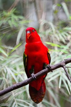 Chattering Lory (Lorius garrulus), standing on a branch, breast profile 