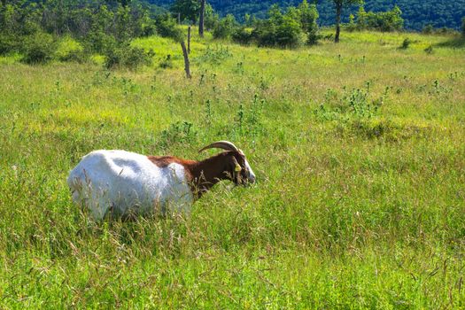 Goat grazing in the green countryside