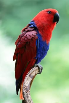 Colorful red parrot, a female Eclectus parrot (Eclectus roratus), side profile 