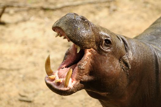 A rhino yawning at a local zoo