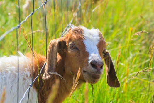 Goat grazing in the green countryside