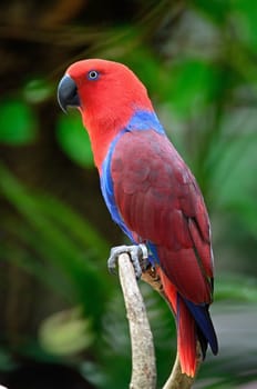 Colorful red parrot, a female Eclectus parrot (Eclectus roratus), side profile