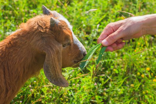 Goat grazing in the green countryside