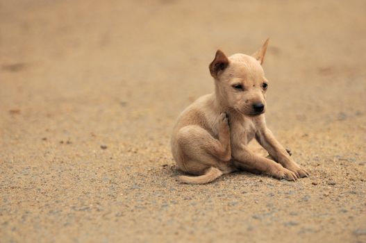 a cute puppy on the street