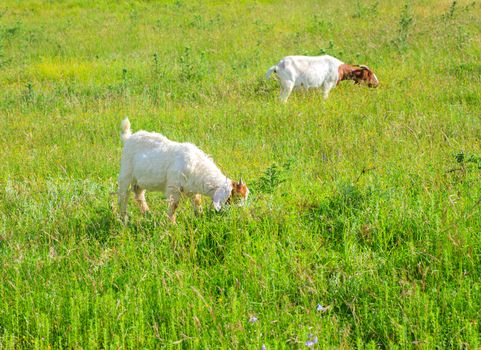 Goats grazing in the green countryside