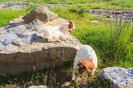 Goats grazing in the green countryside