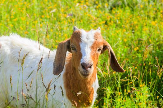 Goat grazing in the green countryside