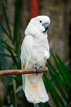 Beautiful pale pink Cockatoo, Moluccan or Seram Cockatoo (Cacatua moluccensis), standing on a branch 