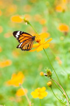 monarch butterfly on yellow flower