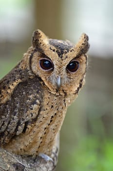 Oriental Scops Owl (Otus sunia), face and breast profile