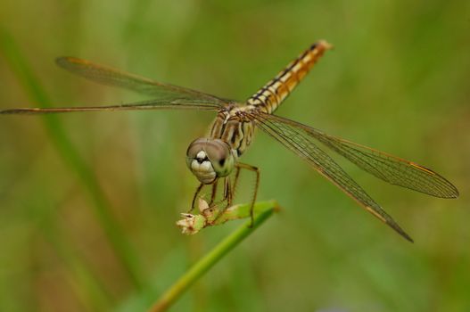 dragonfly perching on a blade of grass