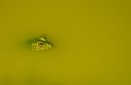 Indian pond frog peeping its head out