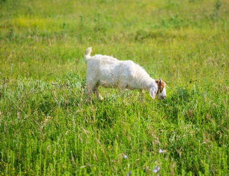 Goat grazing in the green countryside