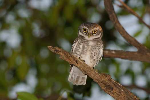 spotted owlet perching on a tree