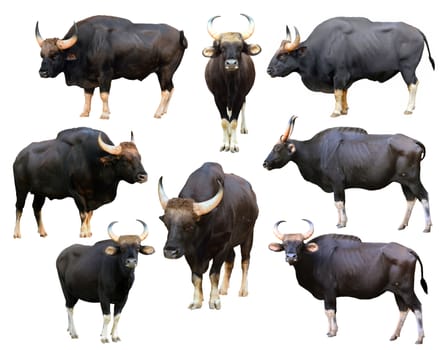 collection of gaur isolated on white background