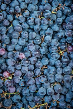 close up shot of fresh concord grapes