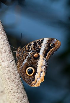 A beautirful owl butterfly perching on the tree trunk