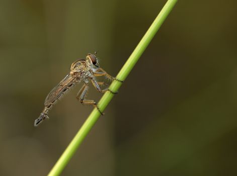 robberfly perching on a blade of grass