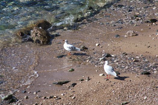 Sea birds in the miramare reserve in Trieste