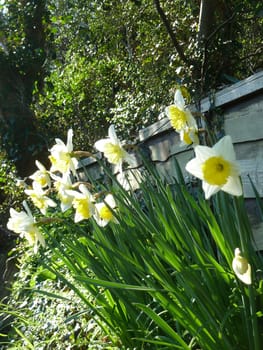 Bright pale yellow springtime flowers in sun light