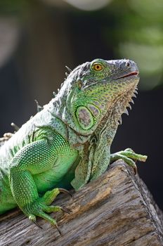 Female Green Iguana (Iguana iguana), head profile