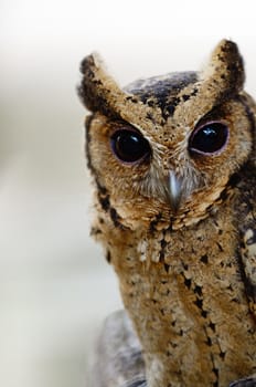 Oriental Scops Owl (Otus sunia), face and breast profile 