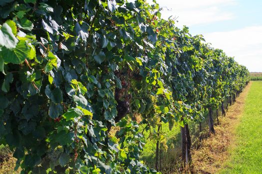 View of vineyards in Friuli Venezia Giulia, Italy