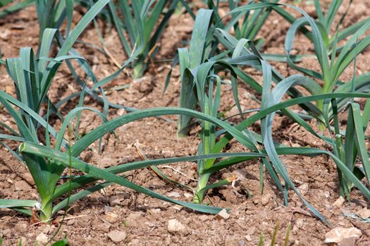 Photo of Onion plants in the ground