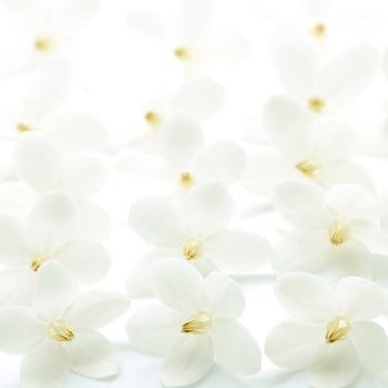 Pattern of tropical white and fragrant flower, Wild Water Plum (Wrightia religiosa), isolated on white