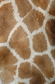 Genuine leather skin of Giraffe (Girafta camelopardalis) 