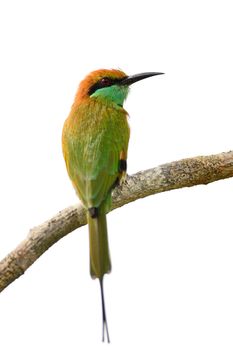 Beautiful Little Green Bee-eater bird (Merops orientalis), resting on a perch, back profile, isolated on a white background
