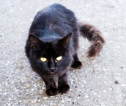 Black cat on gray background