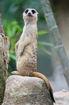 Alert Suricate or Meerkat (Suricata suricatta), standing to lookout 